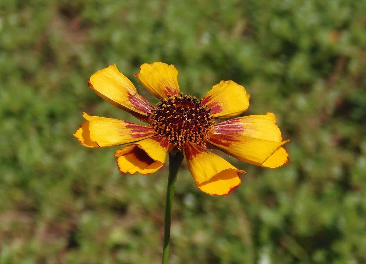 Image of genus Gaillardia specimen.