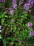 Thymus ovatus. Цветущее растение. Удмуртия, г. Ижевск, Ботанический сад Удмуртского госуниверситета. 10.07.2009.
