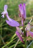 Polygala major