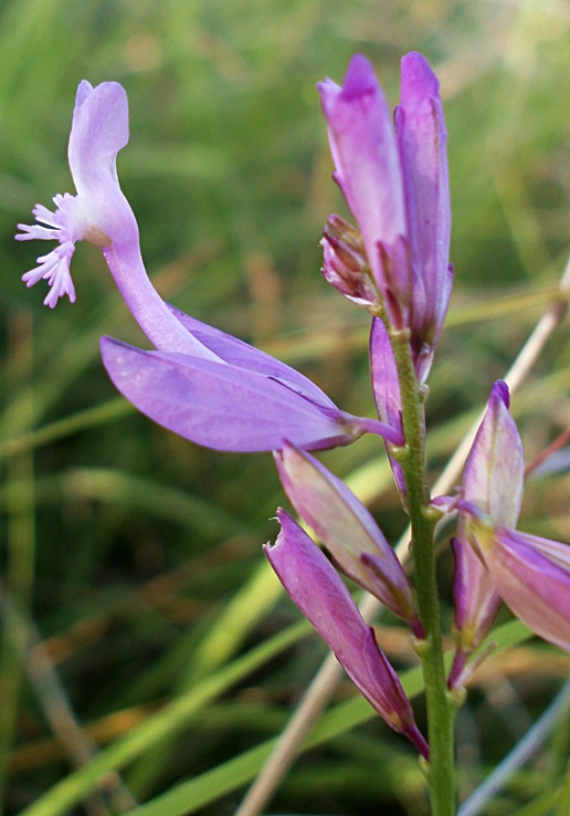 Image of Polygala major specimen.