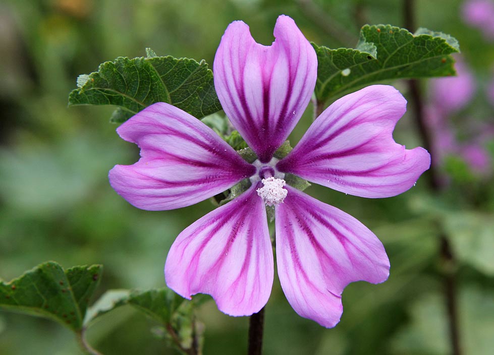 Image of Malva erecta specimen.