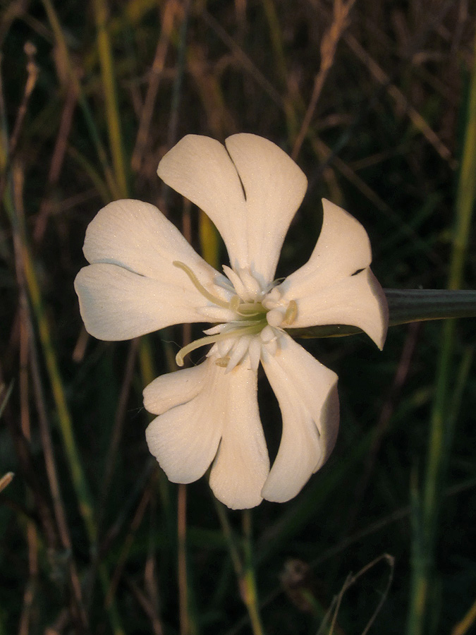 Изображение особи Silene bupleuroides.