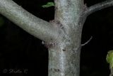 Image of taxon representative. Author is Раду Страту