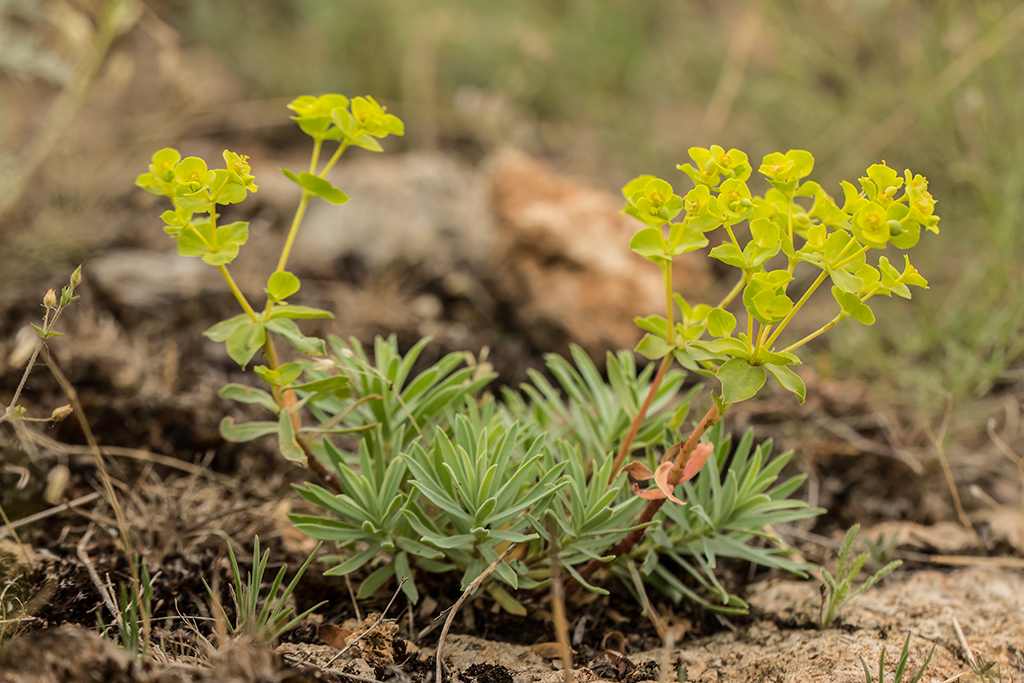 Image of Euphorbia petrophila specimen.