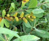 Myrica tomentosa