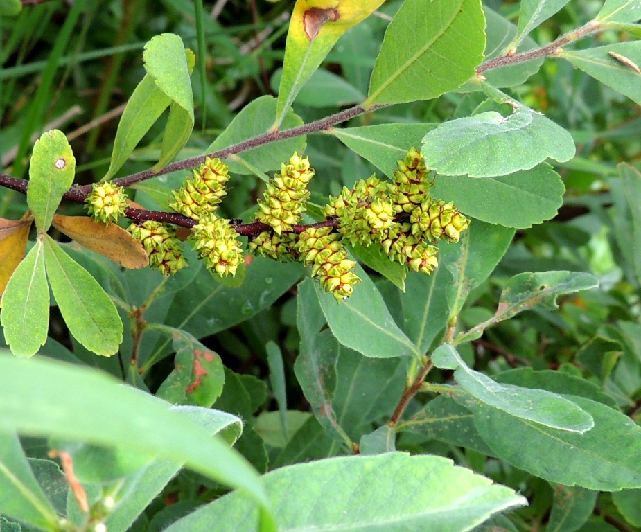 Image of Myrica tomentosa specimen.