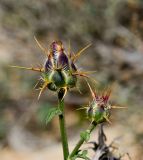 Centaurea eryngioides