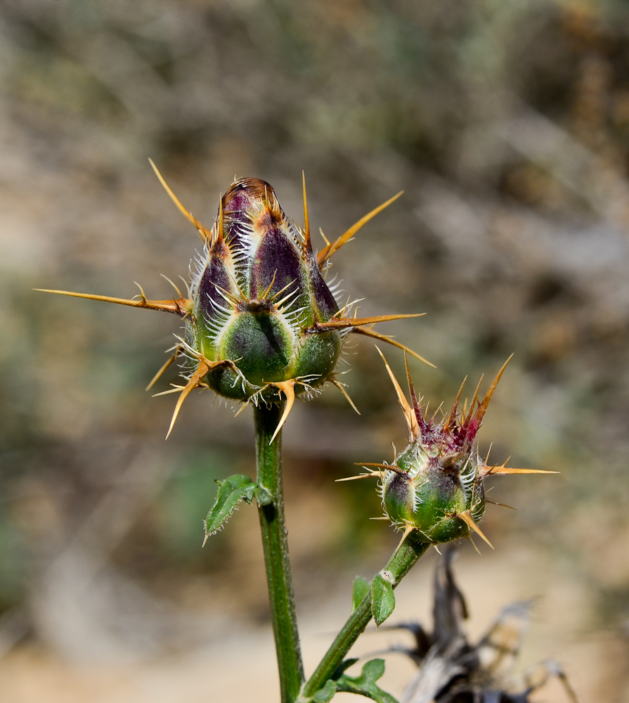 Image of Centaurea eryngioides specimen.