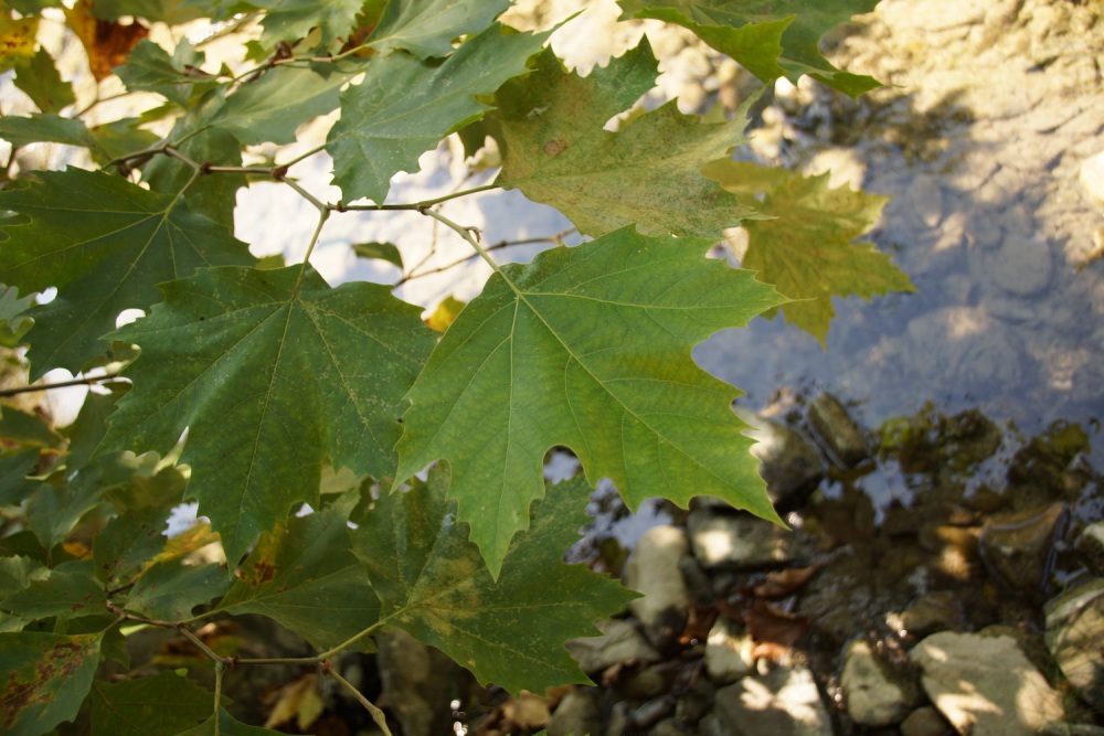 Image of Platanus &times; acerifolia specimen.