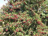 Crataegus volgensis