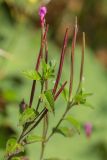 род Epilobium