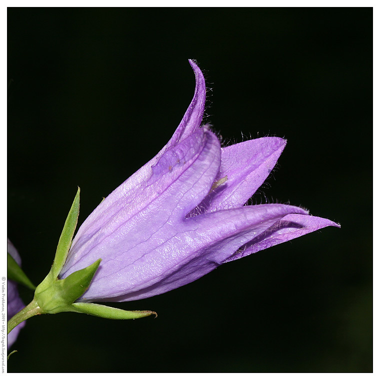 Image of Campanula latifolia specimen.