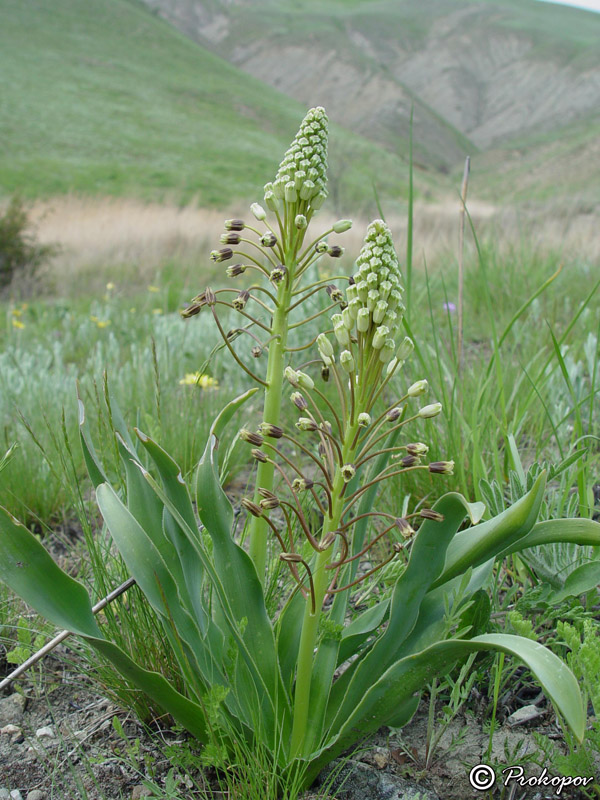 Image of Bellevalia sarmatica specimen.