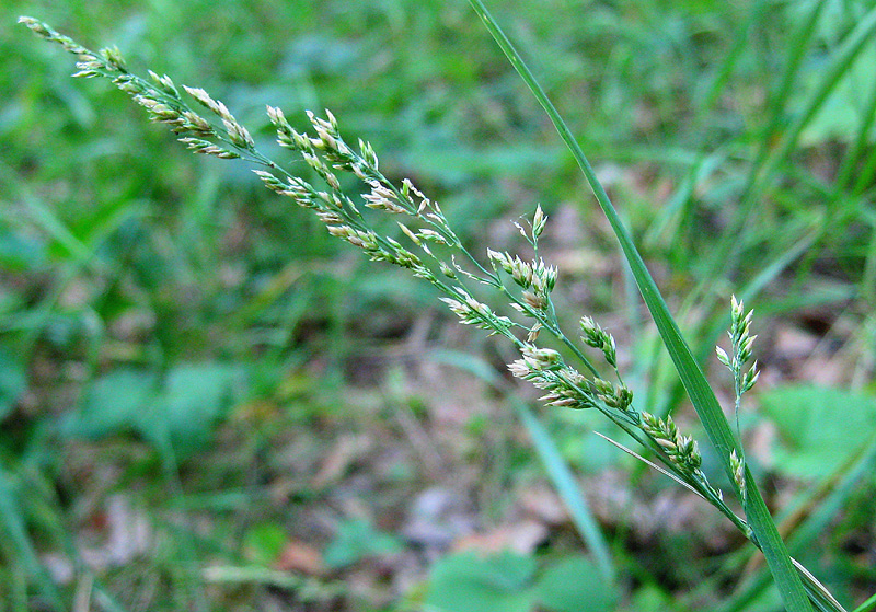 Image of genus Poa specimen.