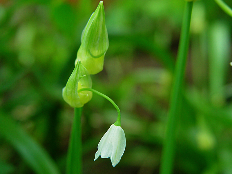 Изображение особи Allium paradoxum.