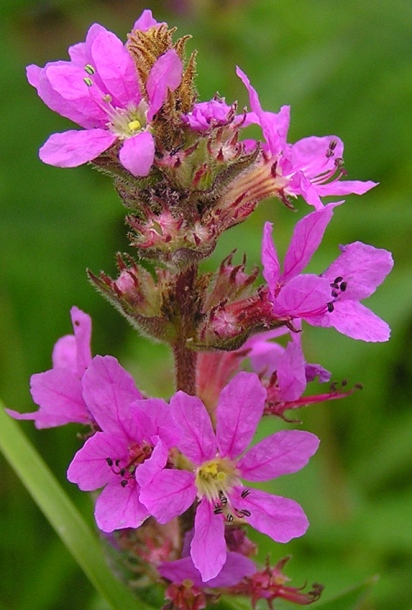 Image of Lythrum salicaria specimen.