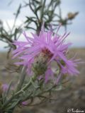 Centaurea × comperiana