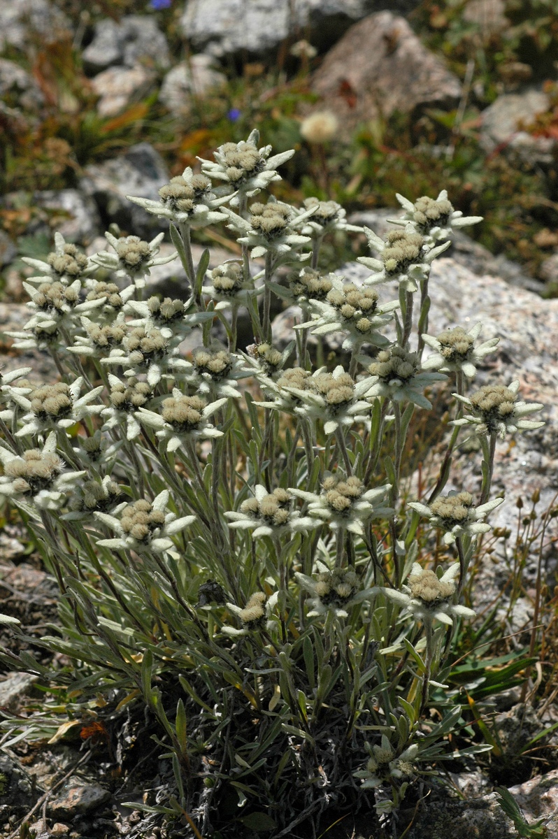 Image of Leontopodium fedtschenkoanum specimen.