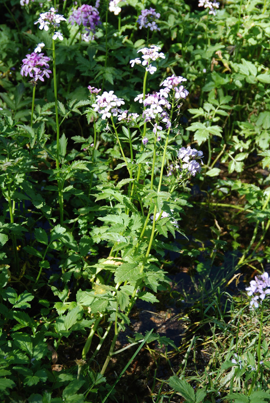 Изображение особи Cardamine macrophylla.