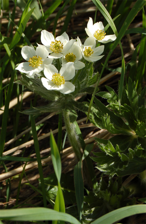 Изображение особи Anemonastrum crinitum.