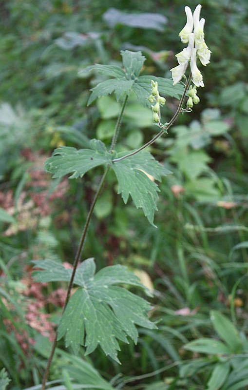 Изображение особи Aconitum krylovii.