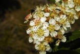 &times; Sorbaronia mitschurinii