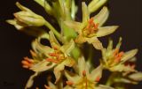 Eremurus spectabilis