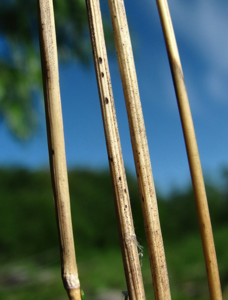 Image of Avenella flexuosa specimen.