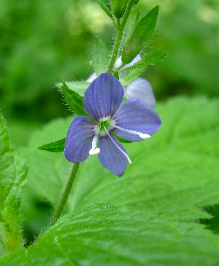 Image of Veronica magna specimen.