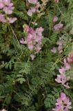 Astragalus macropterus