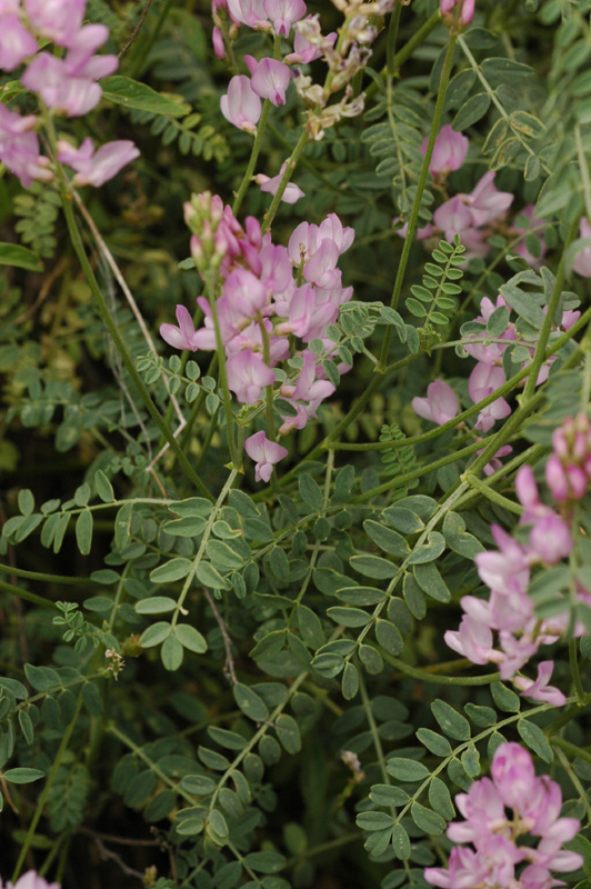 Изображение особи Astragalus macropterus.