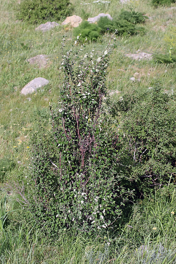 Изображение особи род Cotoneaster.
