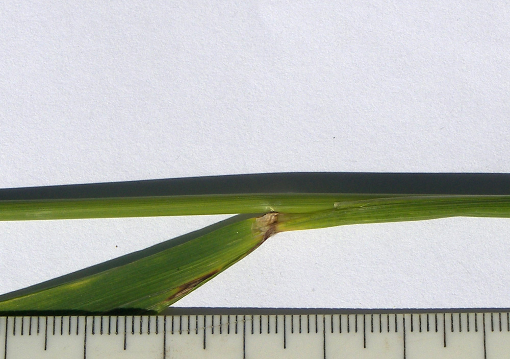 Изображение особи Calamagrostis caucasica.