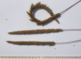 Image of taxon representative. Author is Сергей Банкетов
