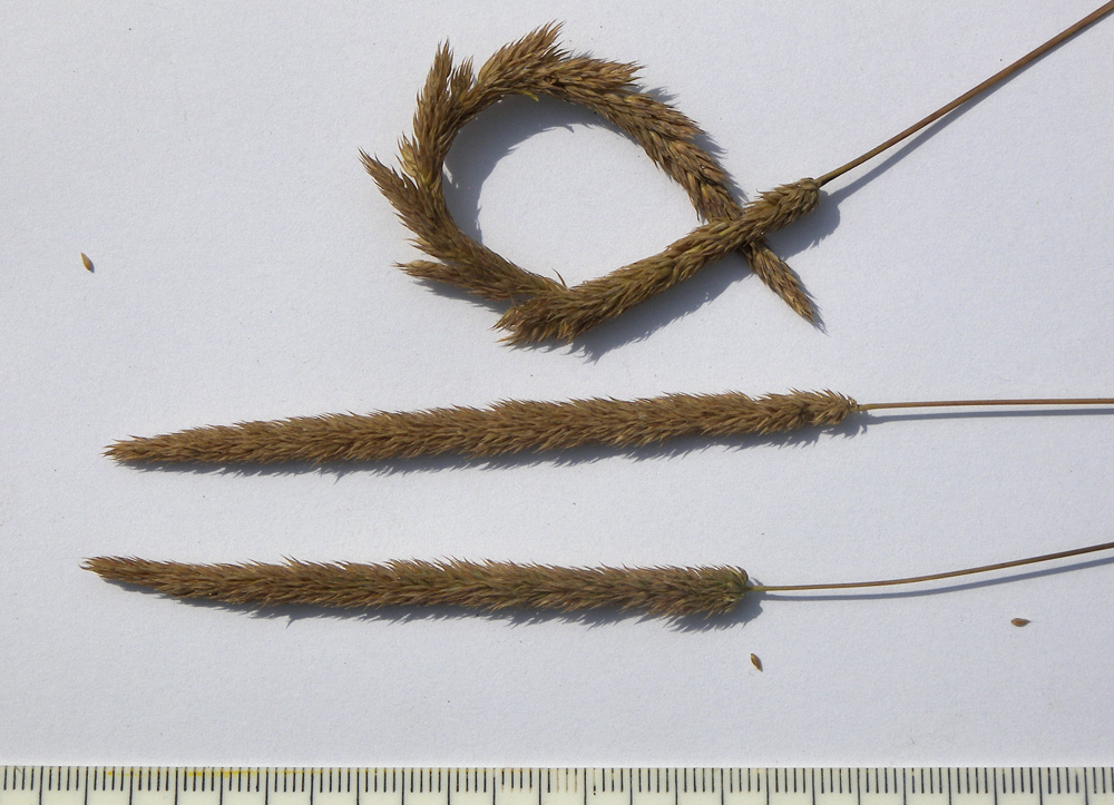 Image of Phleum phleoides specimen.