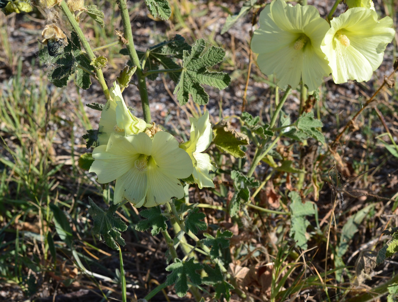 Изображение особи Alcea rugosa.