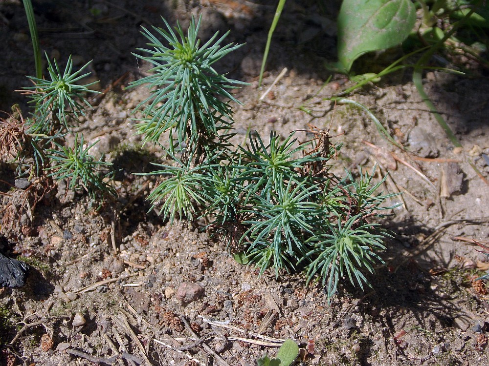 Image of Picea sitchensis specimen.