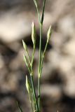 Dianthus karataviensis