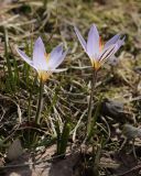 Crocus reticulatus. Цветущие растения. Москва, Ботанический сад МГУ. 10.04.2015.