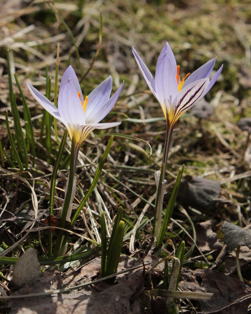 Image of Crocus reticulatus specimen.