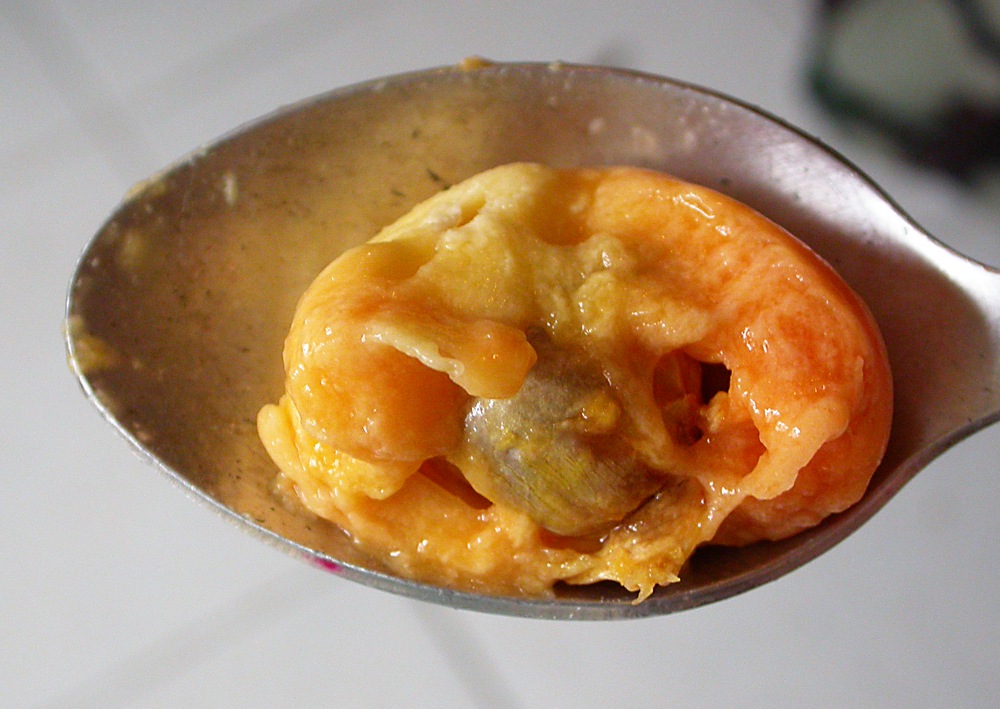 Image of Artocarpus heterophyllus specimen.