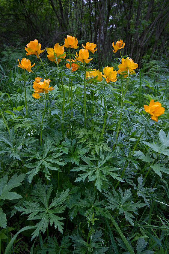 Изображение особи Trollius altaicus.