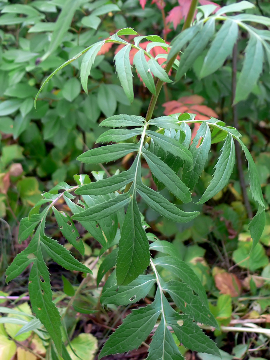 Image of Serratula coronata specimen.