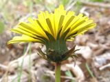 Taraxacum thracicum