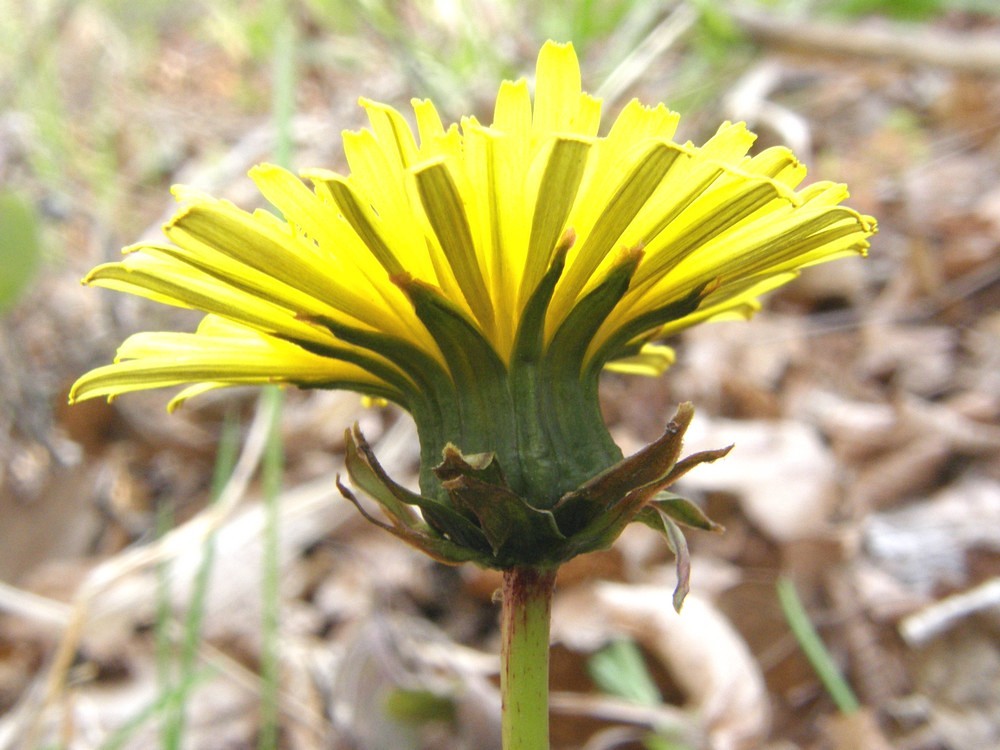 Image of Taraxacum thracicum specimen.