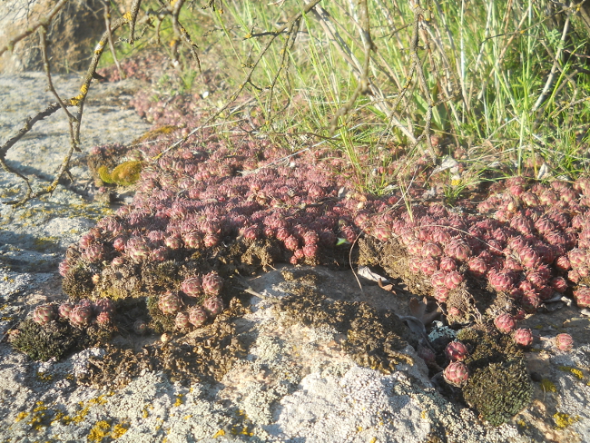 Изображение особи Sempervivum ruthenicum.