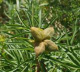Paeonia hybrida
