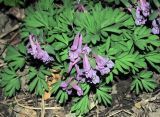 Corydalis solida