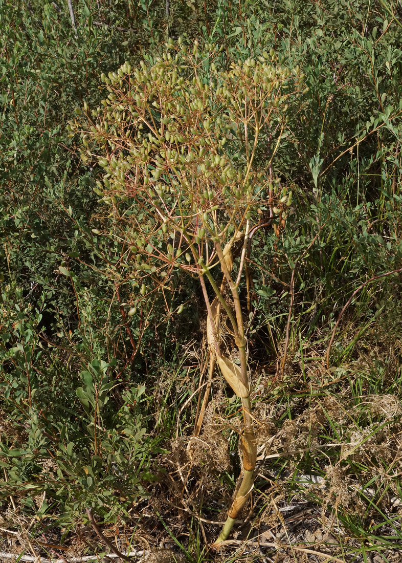 Изображение особи Ferula songarica.