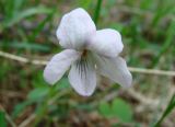 Viola epipsiloides. Цветок. Якутия (Саха), Нерюнгринский р-н, окр. пос. Чульман, берег р. Чульман. 03.06.2012.